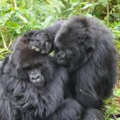  Gorillas Grooming (Congo)